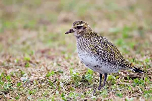 Apricaria: Golden Plover - in winter plumage