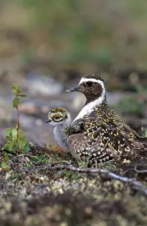 Plovers: Golden Plovers
