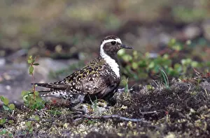 Plovers: Golden Plovers
