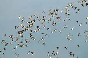 Apricaria: Golden Plovers - flock in flight