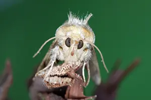 Emerge: Golden Plusia Moth