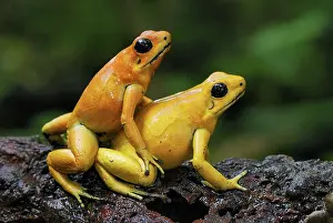 Terribilis: Golden Poison Arrow / Dart Frog