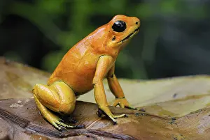 Golden Poison Arrow / Dart Frog