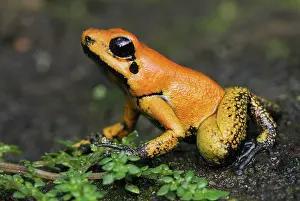 Golden Poison Arrow / Dart Frog - juvenile