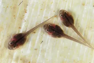 Terribilis: Golden Poison Arrow / Dart Frog, tadpoles