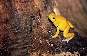 Terribilis: Golden Poison Arrow / Poison Dart Frog - rare & endangered