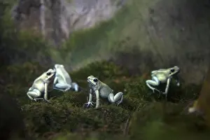 Terribilis: Golden Poison Dart Frog