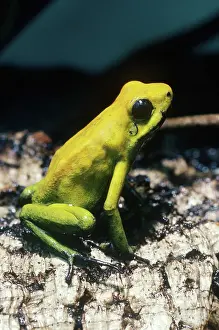 Terrible: Golden Poison Dart Frog