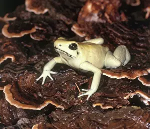 Terrible: Golden Poison Dart Frog