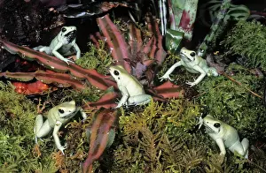 Terrible: Golden Poison Dart Frogs