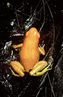Terribilis: Golden Poison Frog