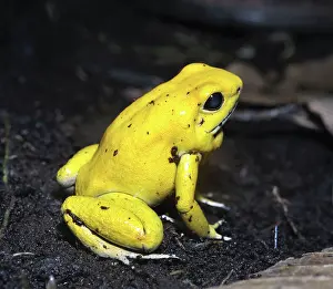 Terribilis: Golden Poison Frog / Golden Frog / Golden Poison