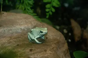 Dendrobatidae: Golden Poison Frog (Mint Green Morph)