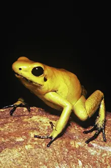 Arrow: Golden Poison Frog, orange phase