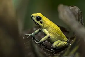 Terribilis: Golden Poison Frog (Phyllobates terribilis) Timbiqui