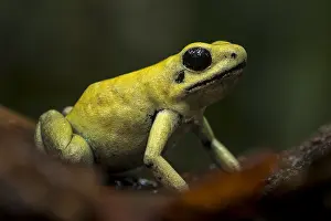 Terribilis: Golden Poison Frog (Phyllobates terribilis) Timbiqui