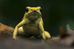Terribilis: Golden Poison Frog (Phyllobates terribilis) Timbiqui