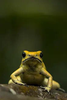 Terribilis: Golden Poison Frog (Phyllobates terribilis) Timbiqui