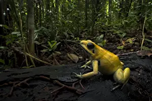 Terribilis: Golden Poison Frog (Phyllobates terribilis) Timbiqui