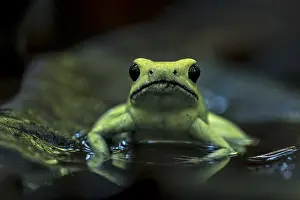 Terribilis: Golden Poison Frog (Phyllobates terribilis) Timbiqui