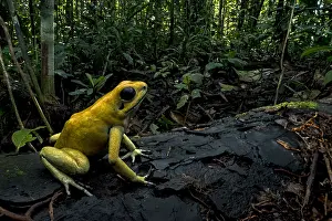 Terribilis: Golden Poison Frog (Phyllobates terribilis) Timbiqui