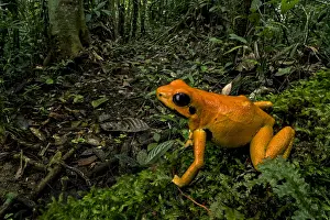 Terribilis: Golden Poison Frog (Phyllobates terribilis) Timbiqui