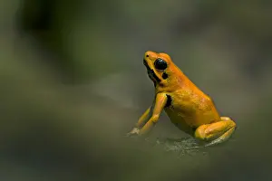 Terribilis: Golden Poison Frog (Phyllobates terribilis) Timbiqui