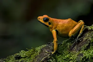 Golden Poison Frog (Phyllobates terribilis) Timbiqui
