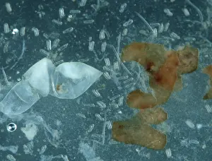 Nematode: Golden potato cyst nematode