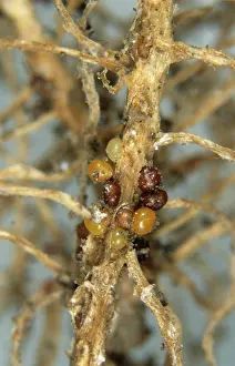 Root: Golden potato cyst nematode