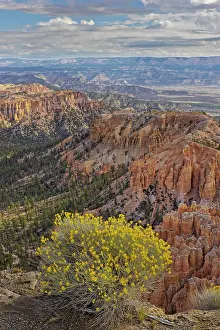 Adam Jones: Golden rabbitbrush along rim of Bryce Canyon, Bryce Canyon
