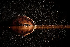 Sunsets: Golden rain. European otter (Lutra lutra)at the