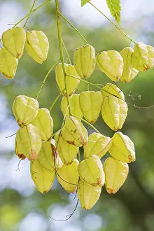 Capsules: Golden rain tree, Koelreuteria paniculata, capsules