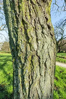 January: Golden rain tree (Koelreuteria paniculata) bark