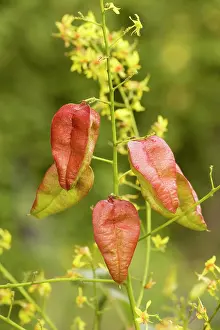 Paniculata: Golden rain tree or Pride-of-India: flowers and fruits