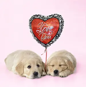 070219: Golden Reriever Dog, puppies 7 weeks old with