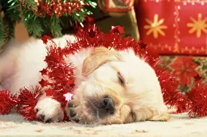 Tinsel: Golden Retiever Dog - puppy asleep under Christmas