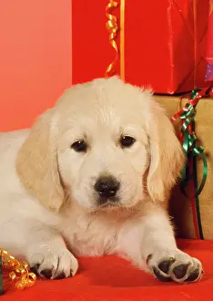 Retiever: Golden Retiever Dog - puppy amongst Christmas presents