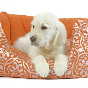Retreiver: Golden Retreiver Dog - puppy 8 weeks old