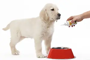 Medication: Golden Retreiver Dog - puppy 8 weeks old - complementary