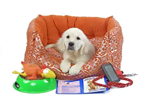 Retreiver: Golden Retreiver Dog - puppy 8 weeks old - in dog