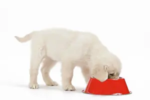 Retreiver: Golden Retreiver Dog - puppy 8 weeks old - eating