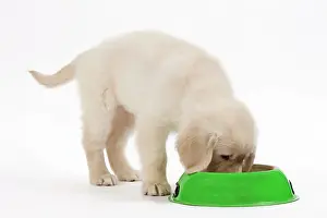 Retreiver: Golden Retreiver Dog - puppy 8 weeks old eating from bowl