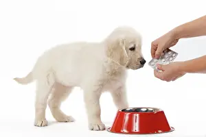 Medication: Golden Retreiver Dog - puppy 8 weeks old - medication