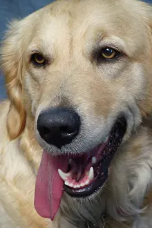 Canines: Golden Retriever