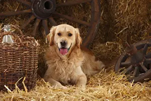 Home: Golden Retriever