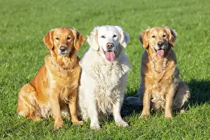 Pedigreed: Golden Retriever