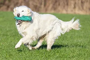Training: Golden Retriever