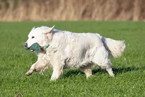 Training: Golden Retriever