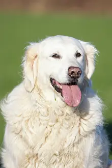 Pedigreed: Golden Retriever